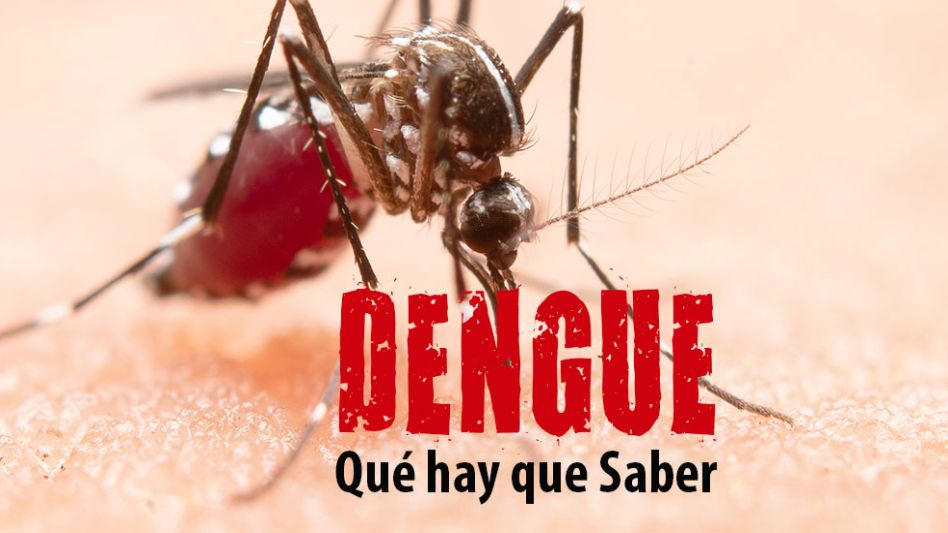 Día Internacional Contra El Dengue ¿cómo Prevenir La Enfermedad